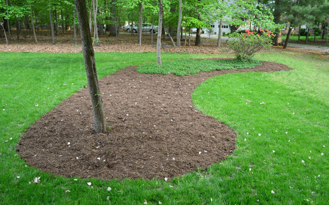 Mulch Bed Added Around Trees In Front Yard