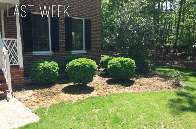 Weeded And Carved Out Mulch Beds Ready For Mulch In Front Of Colonial Home