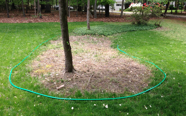 Mulch Beds Around Trees In Front Yard Shaped With Garden Hose Template
