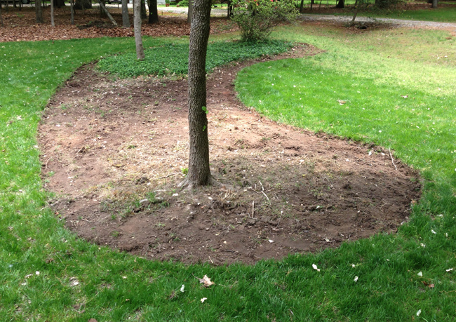 Dug Out Bed Around Trees Before Mulch Is Placed